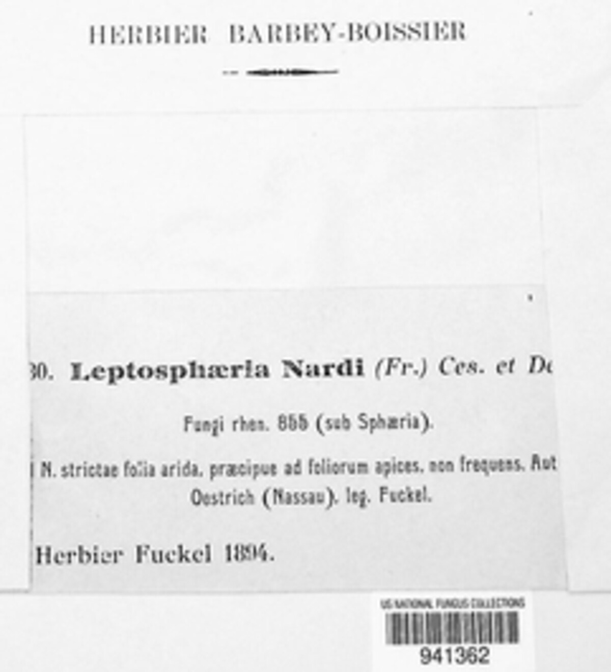 Phaeosphaeria nardi image